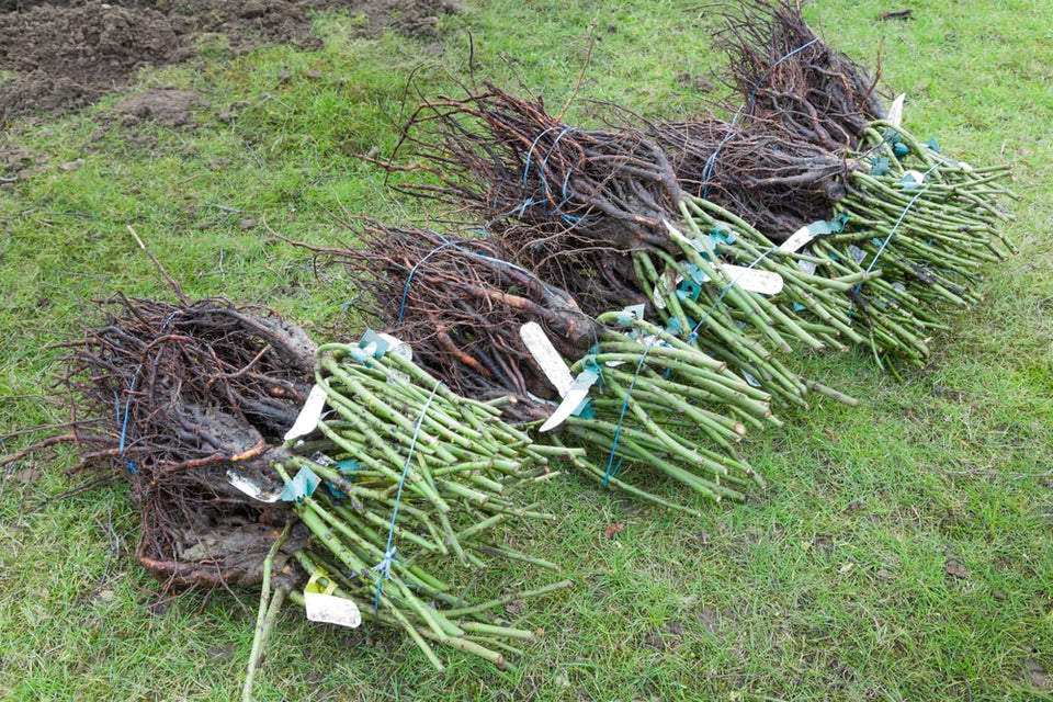 Pflanzen mit nackten Wurzeln pflanzen und pflegen