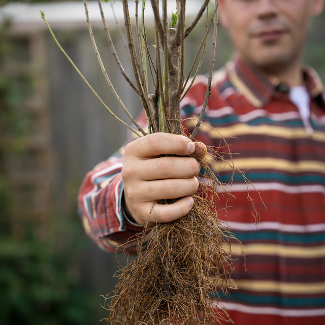 A person holding a young bare-root tree or shrub with a dense root system, wearing a red, blue, and yellow striped long-sleeve shirt in an outdoor garden setting.