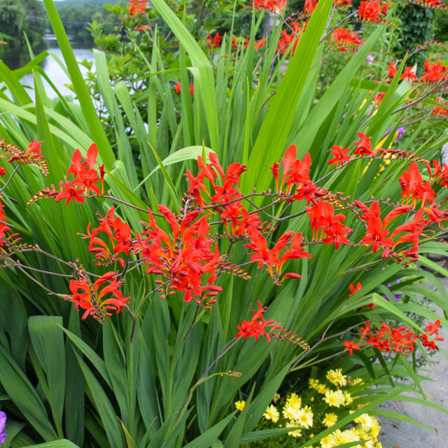 Montbretia Lucifer