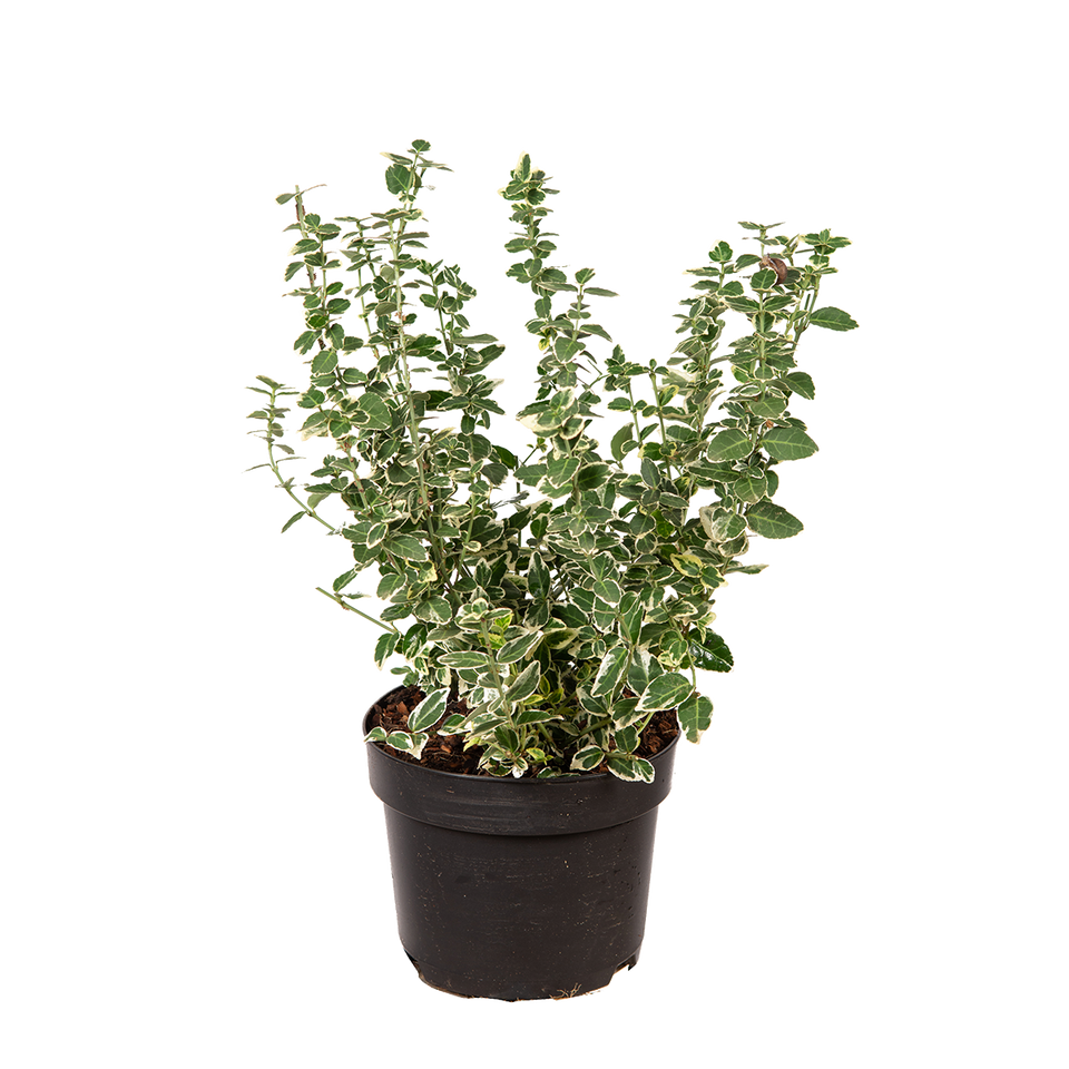 Kriechspindel Emerald 'n Gaiety