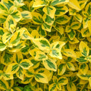 Kriechspindel 'Emerald 'n Gold'