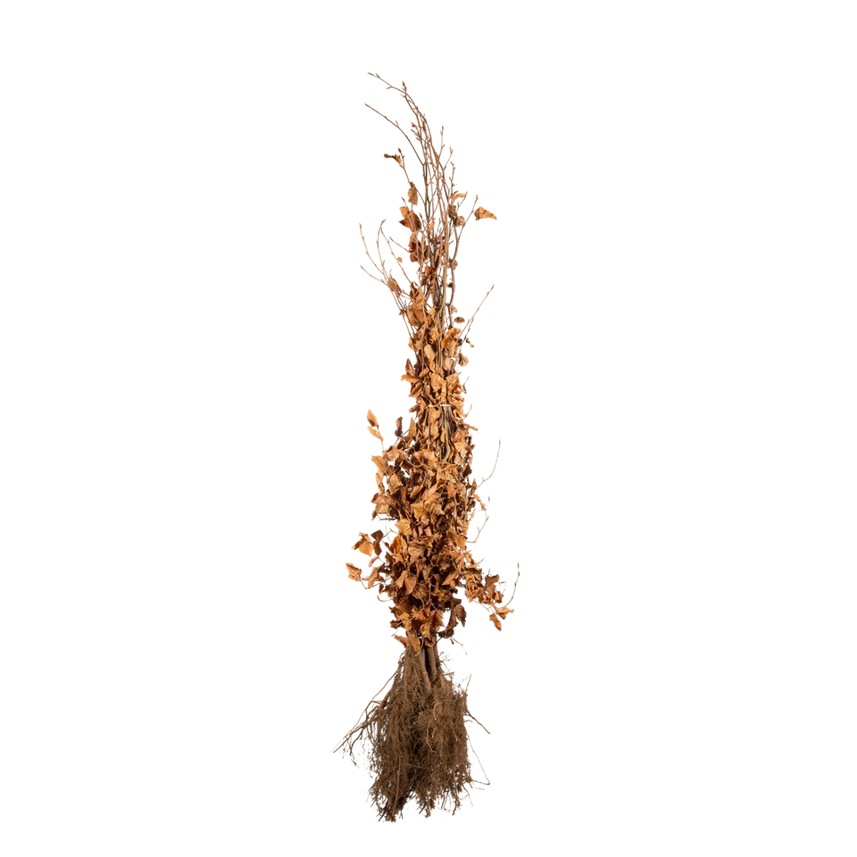 Blutbuche