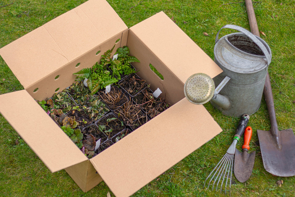 Staudenbeet Paket Langblühend