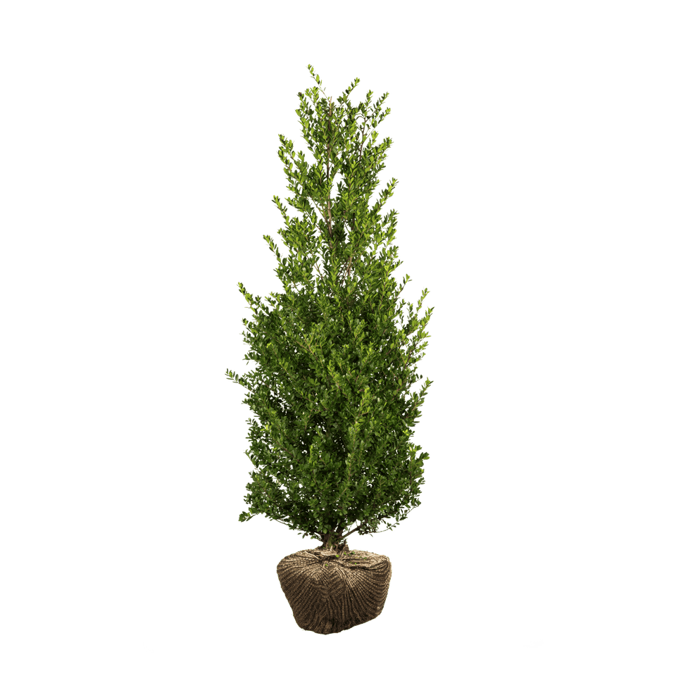 Japanische Stechpalme Dark Green®
