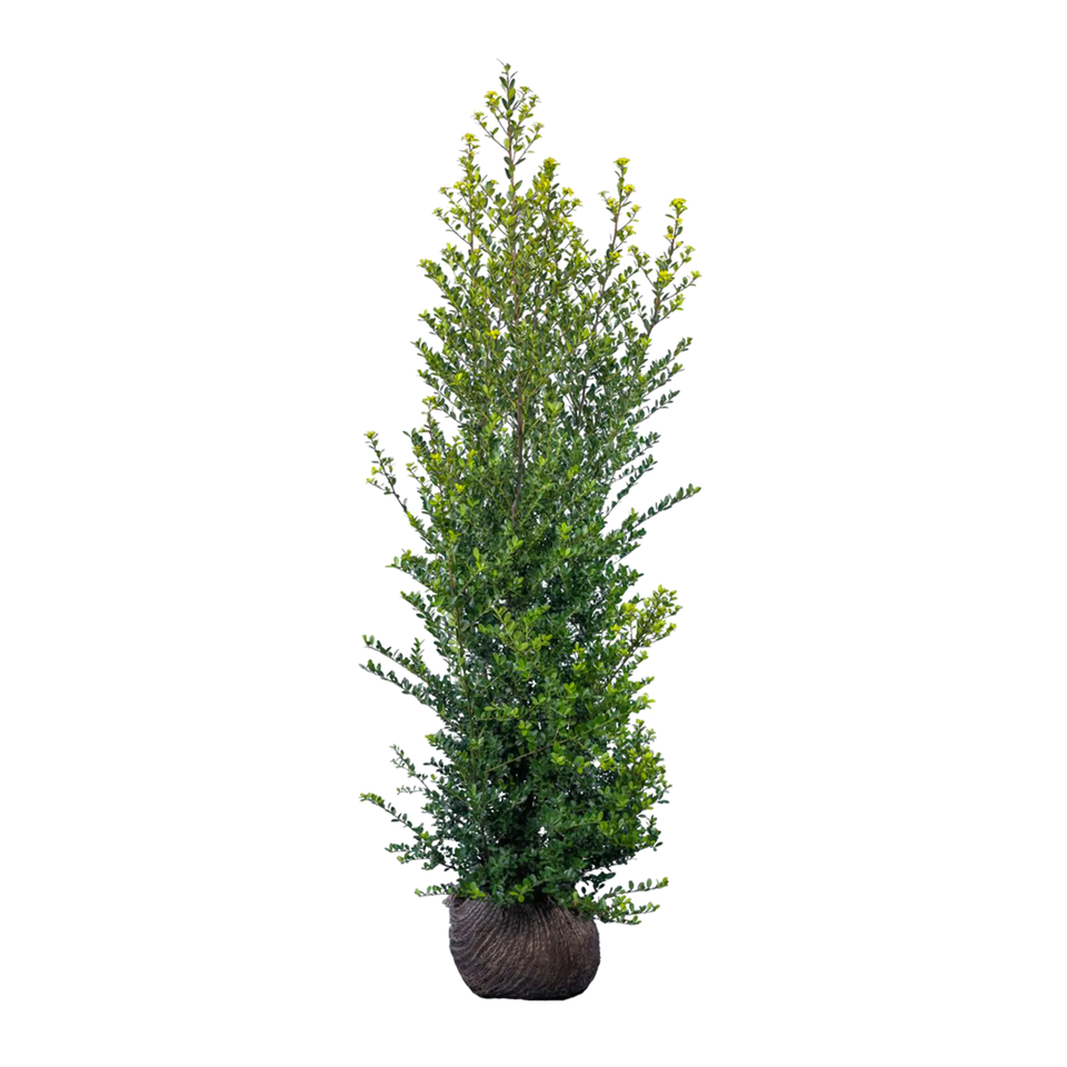 Japanische Stechpalme Green Hedge