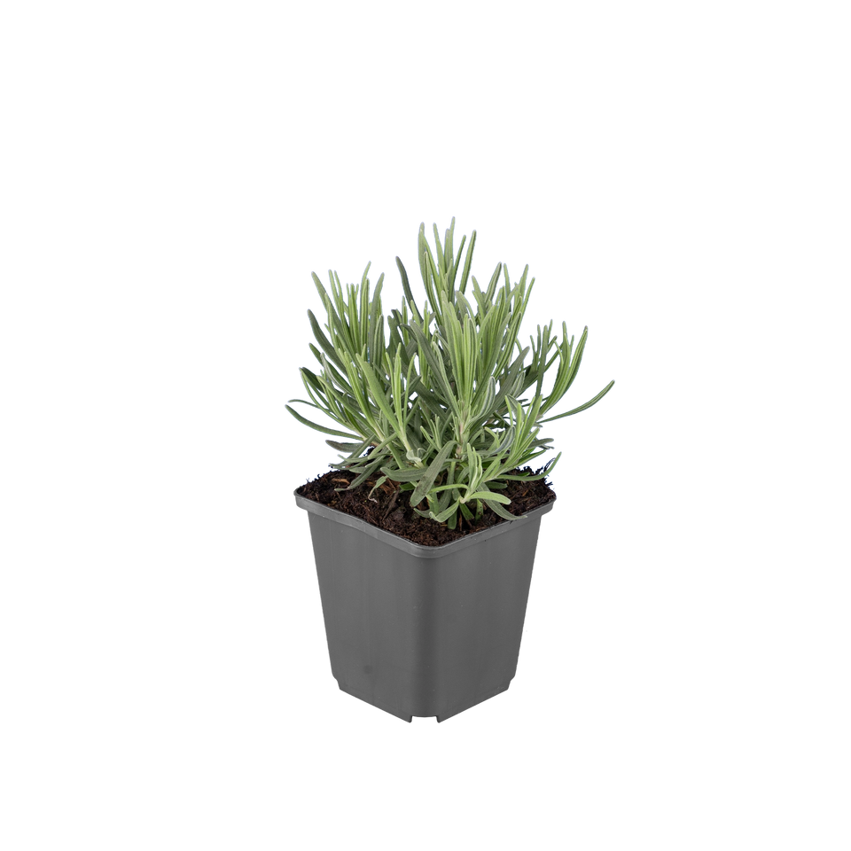 Lavendel Munstead