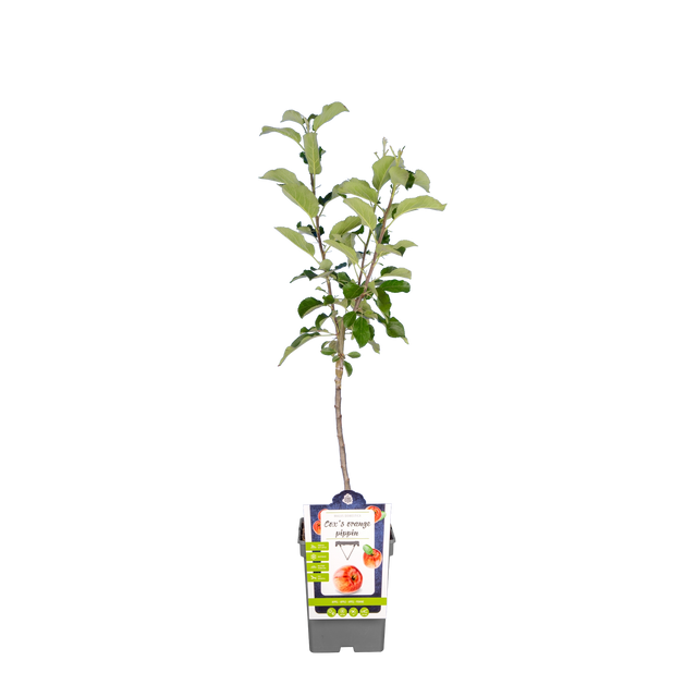 Apfelbaum 'Cox Orange Pippin'