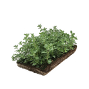 Katzenmitze pflanzenmat