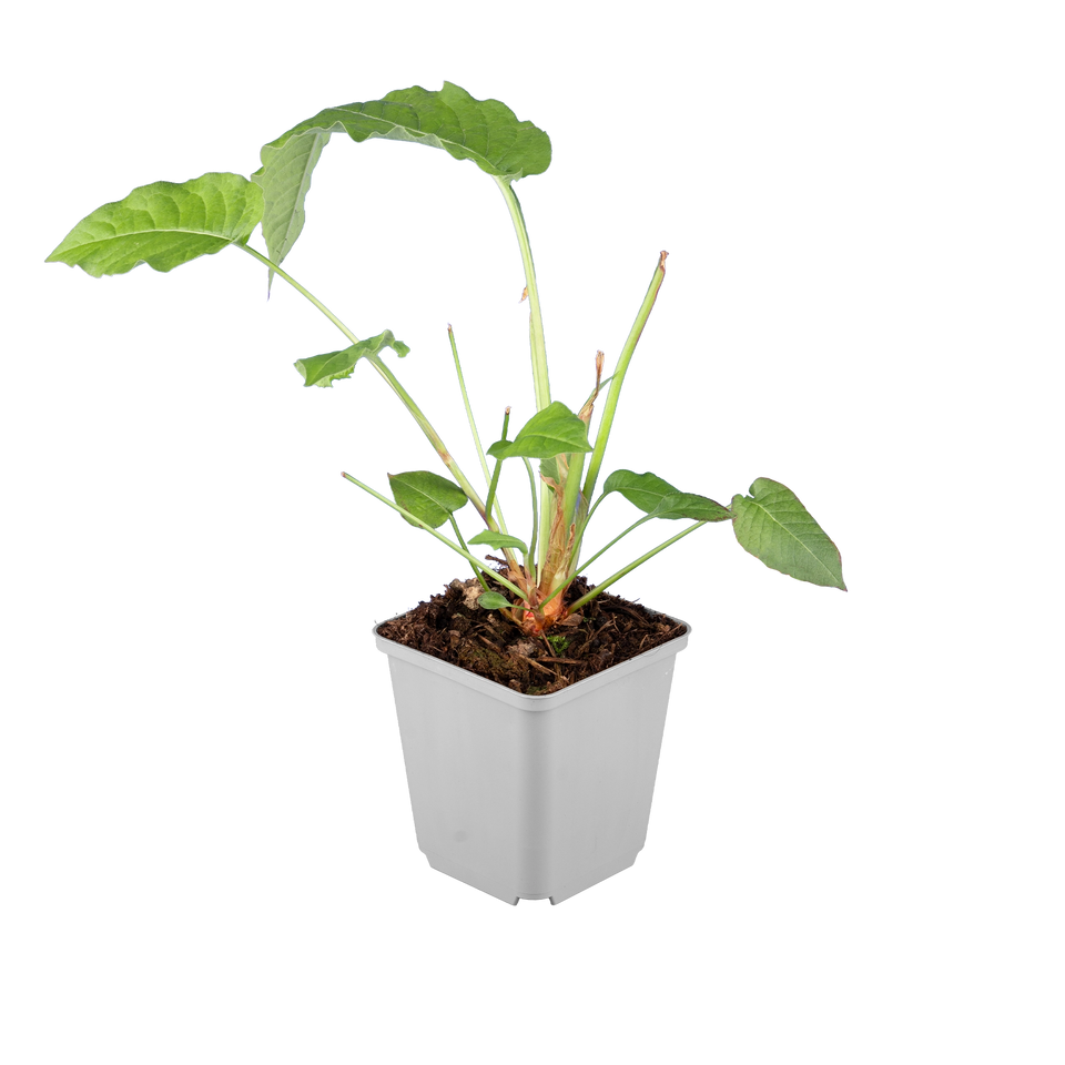Kerzenknöterich amplexicaulis