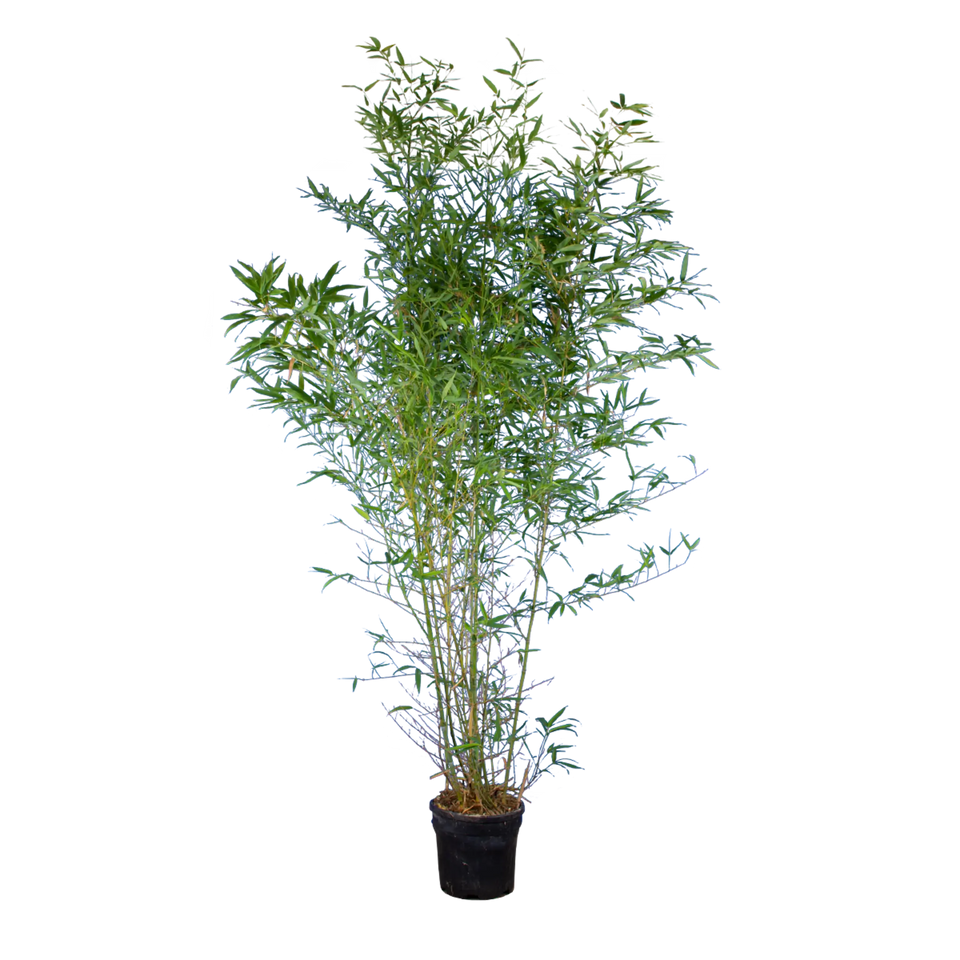 Bambus Aureocaulis
