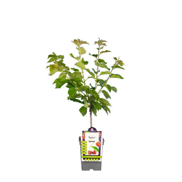 Kirschbaum 'Regina'