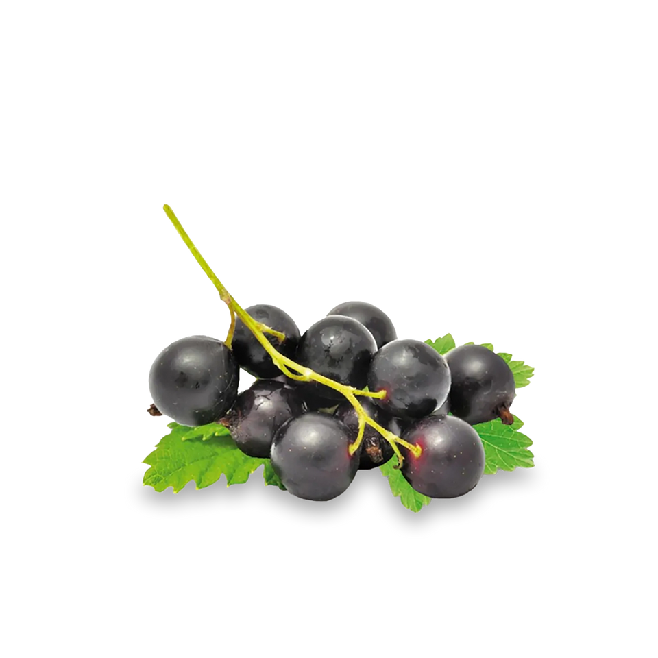 Johannisbeere 'Titania'