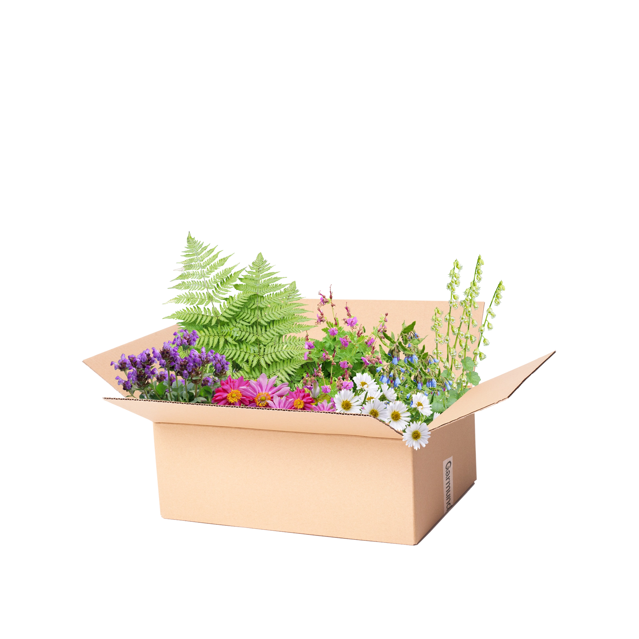 Staudenbeet Paket Schattenbeet