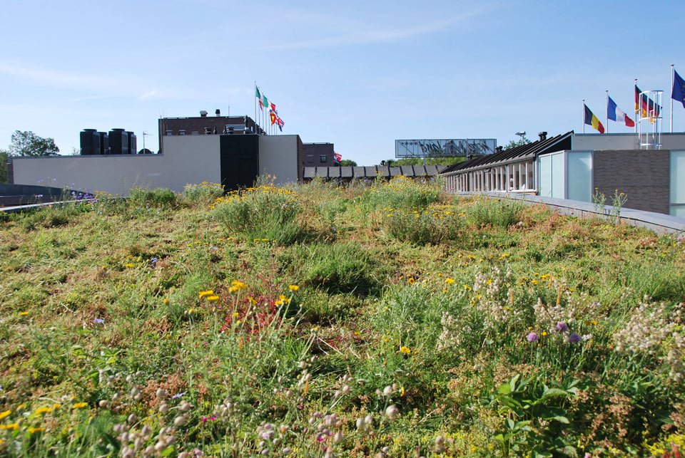 Dachbegrünung System Biodiversität leichtgewichtig