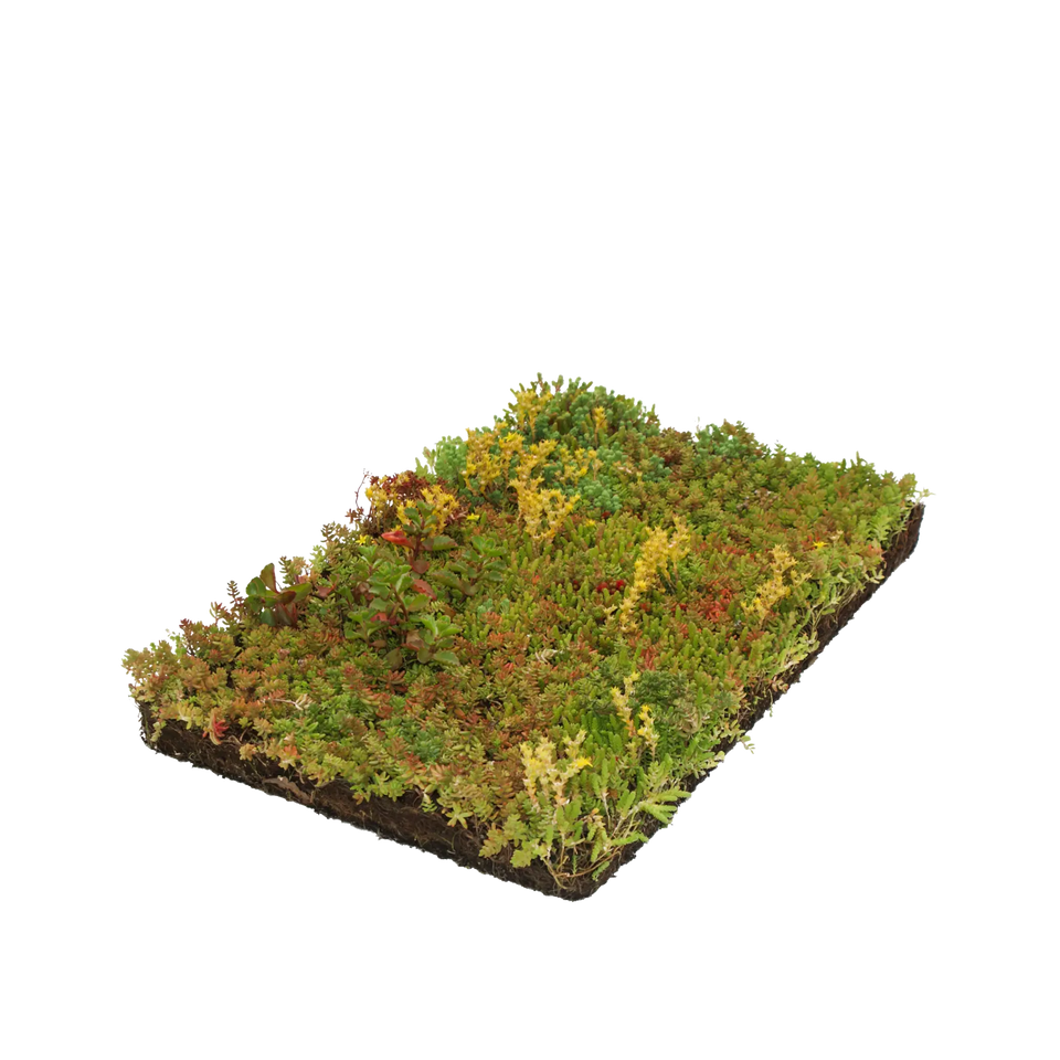 Mix mit 7 Sedum Sorten Bodendeckermatte
