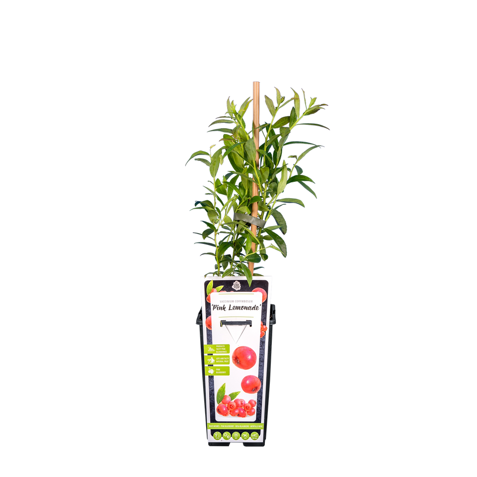 Heidelbeere 'Pink Lemonade' 
