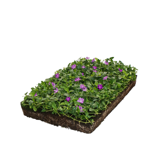 Violettes Immergrün Bodendeckermatte