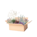 Staudenbeet Paket Silber und Lila