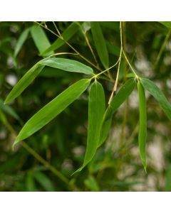 Phyllostachys aureosulcata 'Aureocaulis'