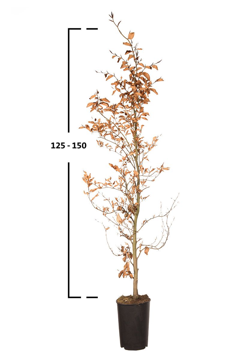 Rotbuche, Gemeine Buche (Fagus sylvatica)