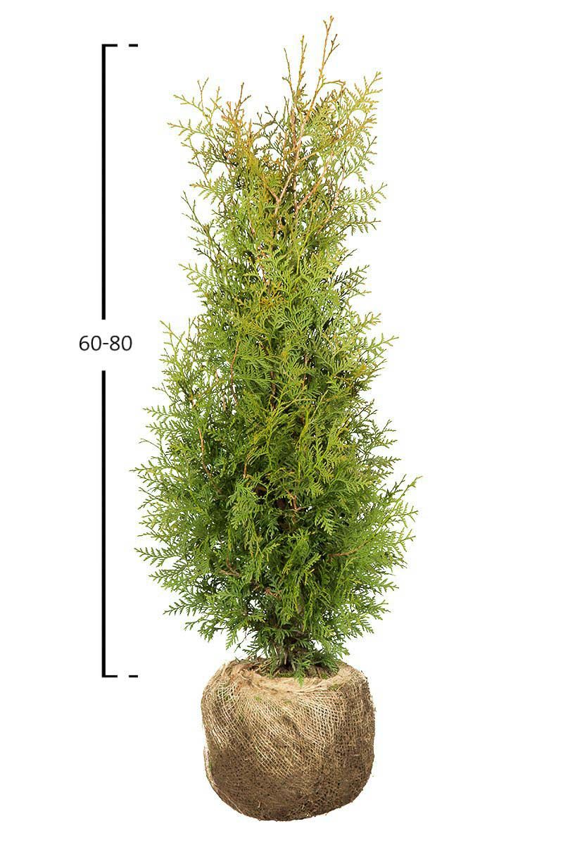 Thuja Brabant