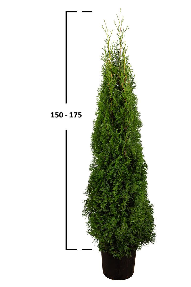 Thuja Smaragd