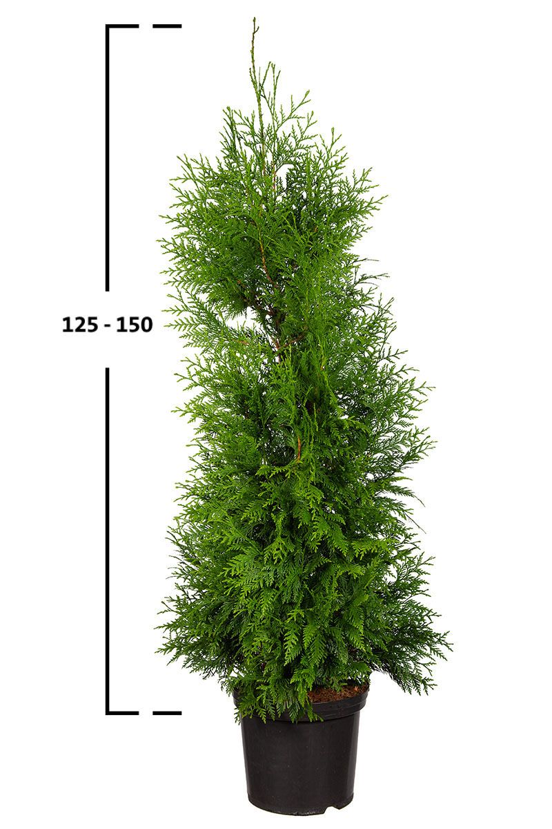 Thuja Excelsa