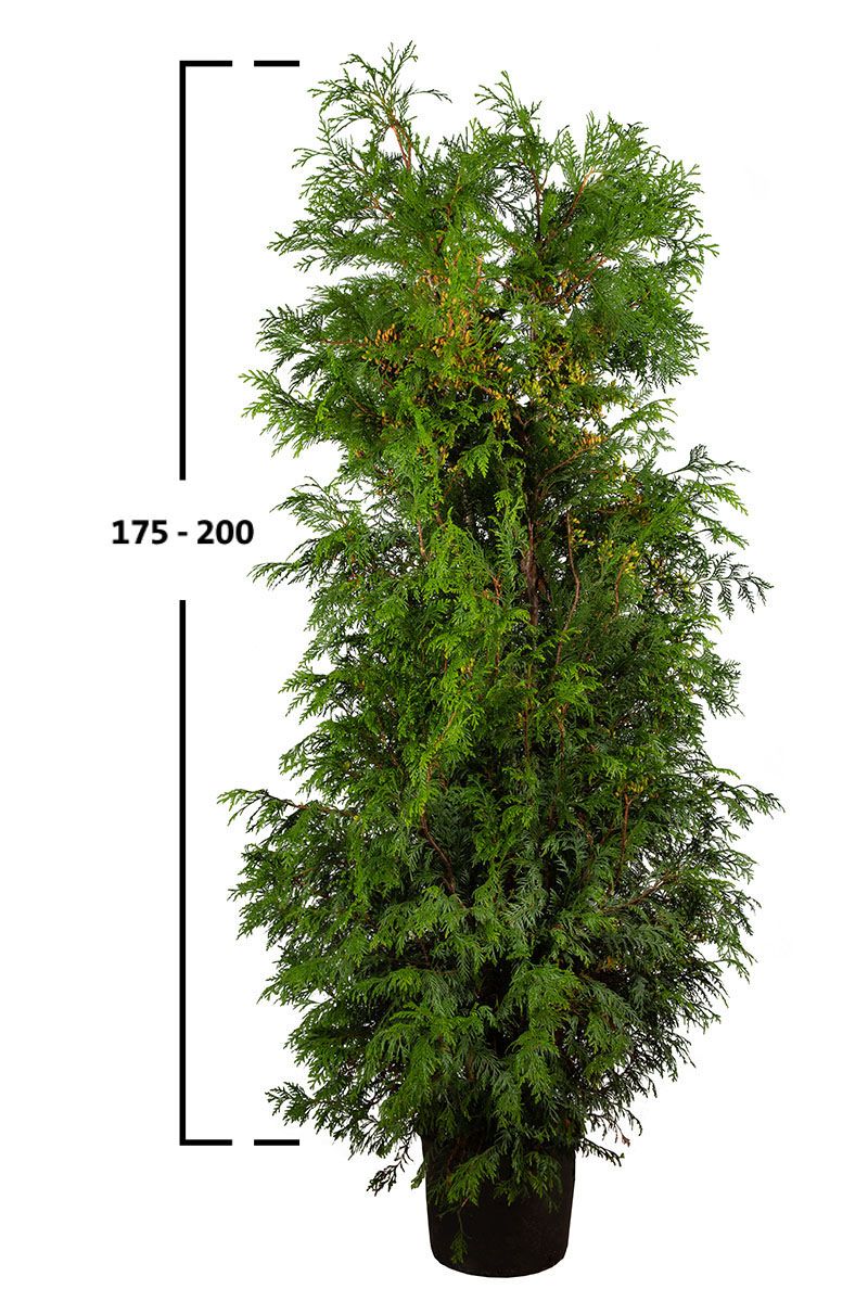 Thuja Martin