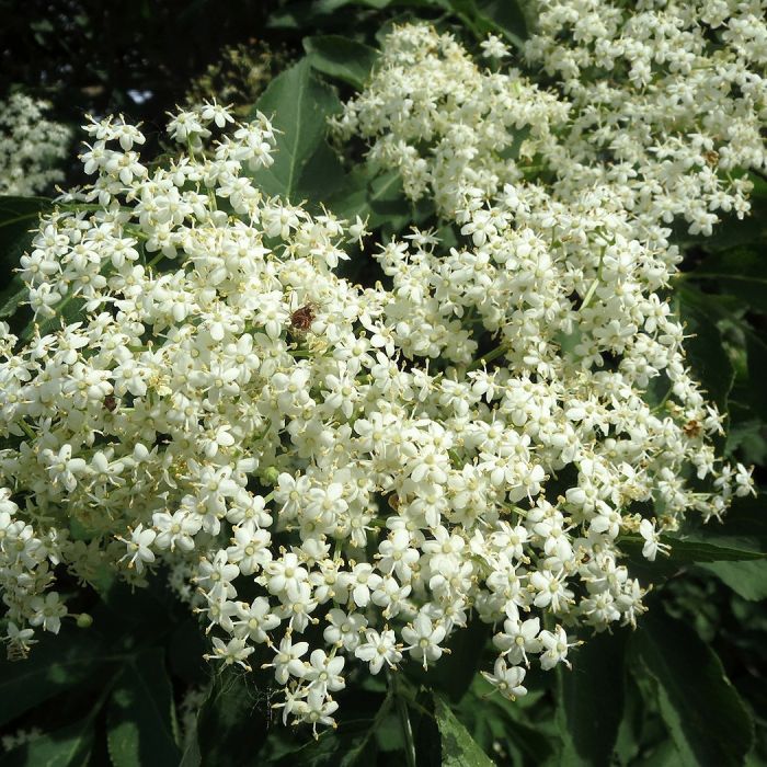 Schwarzer Holunder Schwarzen Holunder Kaufen Sambucus Nigra